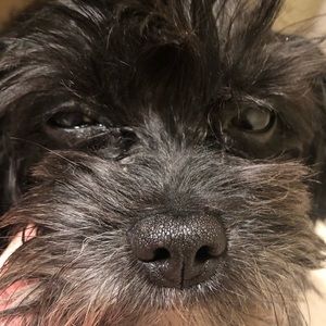 Meet your Posher, Wen